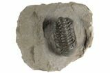 Detailed Austerops Trilobite - Ofaten, Morocco #197148-2
